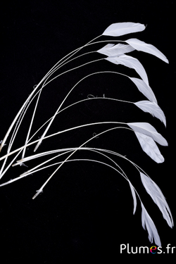 Coquetip - 20-25 cm - blanc